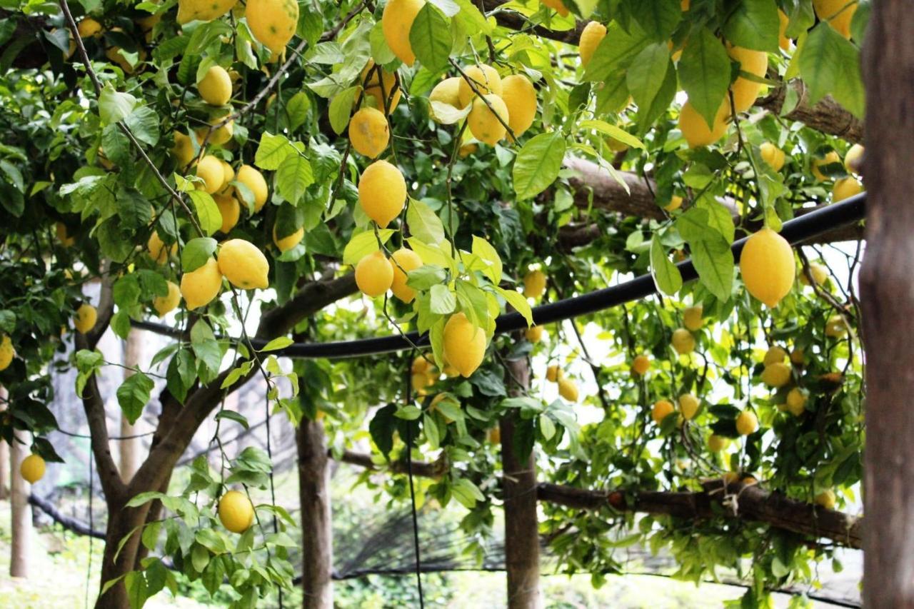 Poggio Angelarosa: Lemon Garden Stay&Relax 스칼라 외부 사진